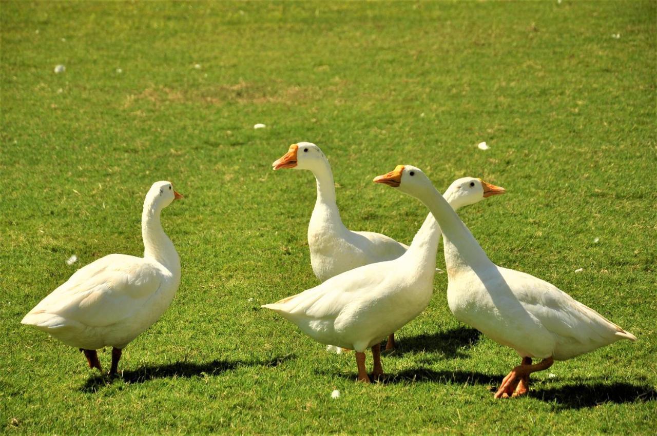 منتجعات الكور سبا كمبالغره المظهر الخارجي الصورة